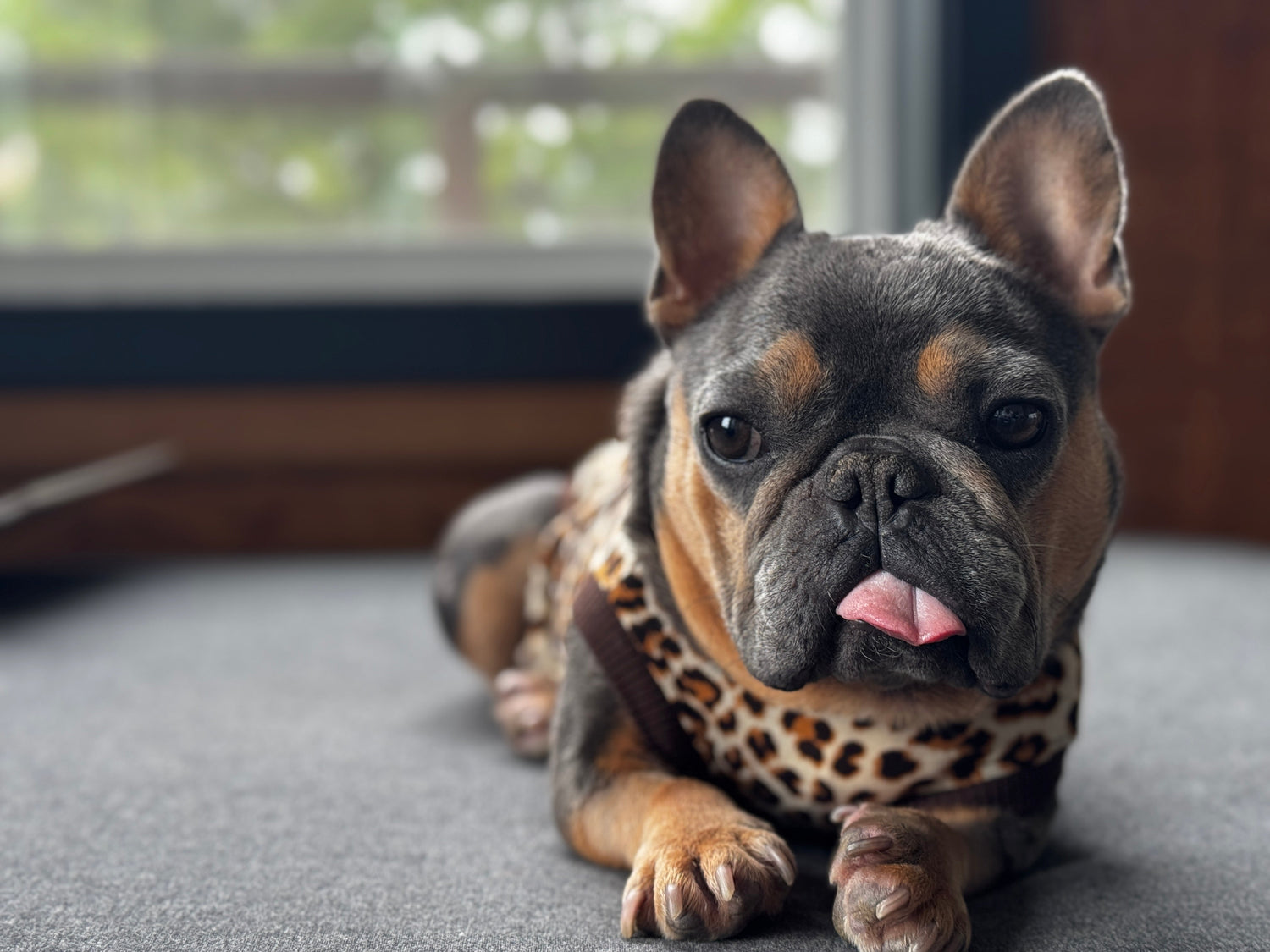 From Rescue to Forever Home: Our Newest Pup Beverly Joins the Family!